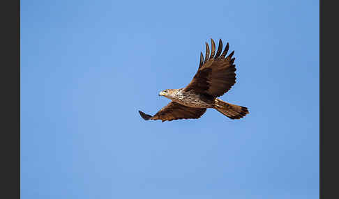 Habichtsadler (Aquila fasciata)