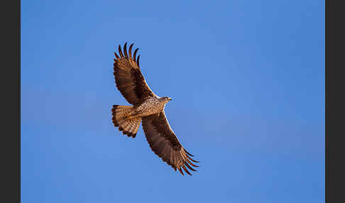 Habichtsadler (Aquila fasciata)