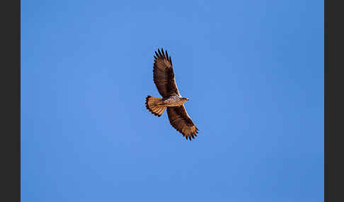 Habichtsadler (Aquila fasciata)