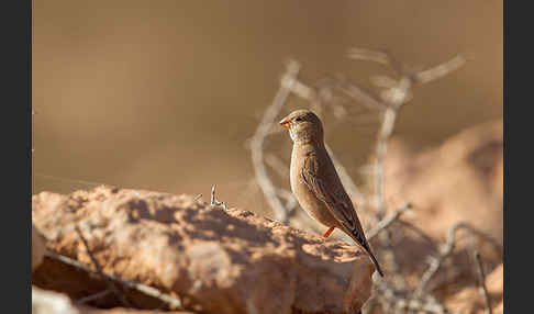 Wüstengimpel (Bucanetes githagineus)