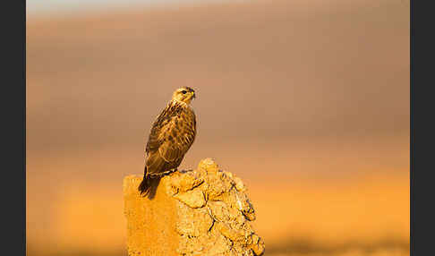 Adlerbussard (Buteo rufinus)