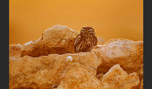 Steinkauz (Athene noctua)