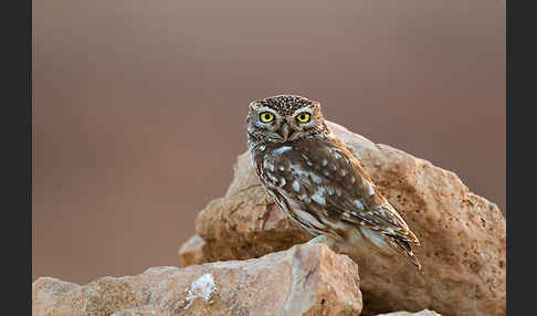 Steinkauz (Athene noctua)