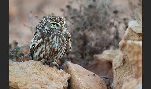 Steinkauz (Athene noctua)