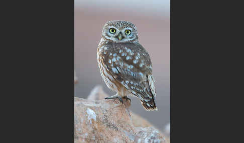 Steinkauz (Athene noctua)