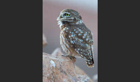 Steinkauz (Athene noctua)