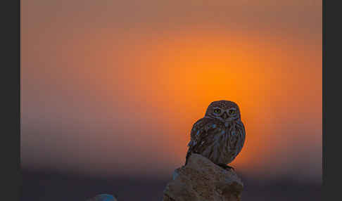 Steinkauz (Athene noctua)