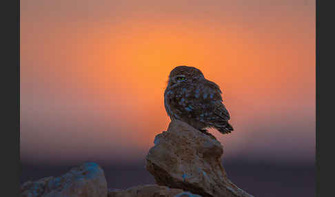 Steinkauz (Athene noctua)