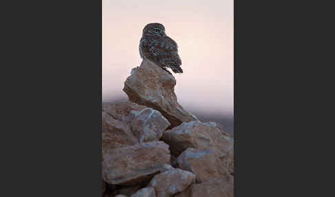 Steinkauz (Athene noctua)