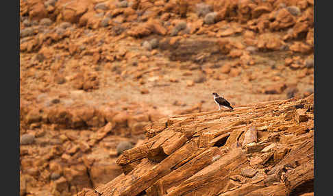 Habichtsadler (Aquila fasciata)