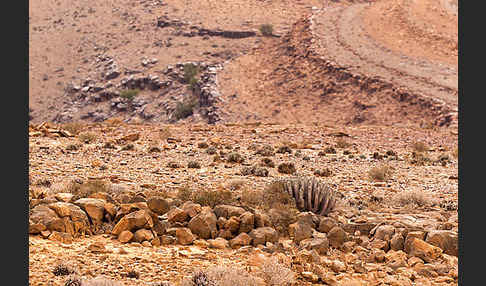 Vierkantige Euphorbie (Euphorbia echinus)