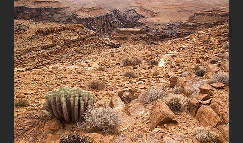 Vierkantige Euphorbie (Euphorbia echinus)