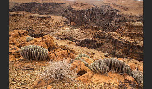 Vierkantige Euphorbie (Euphorbia echinus)