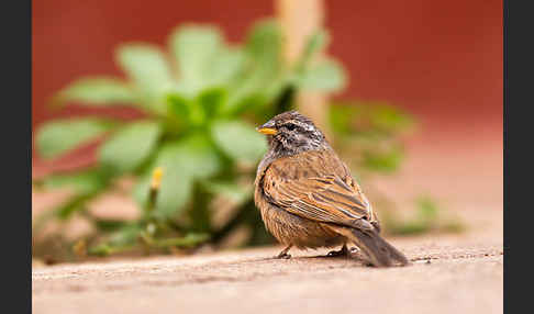 Hausammer (Emberiza striolata)