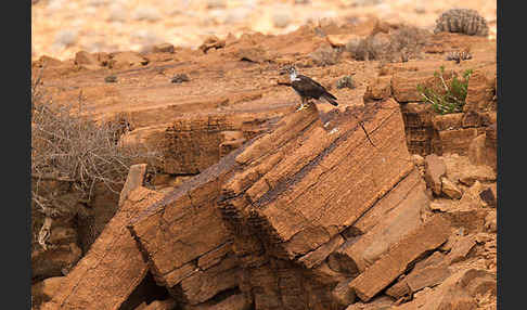 Habichtsadler (Aquila fasciata)