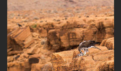 Habichtsadler (Aquila fasciata)