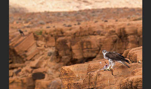 Habichtsadler (Aquila fasciata)