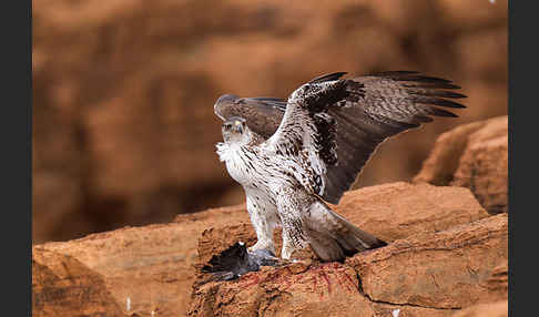 Habichtsadler (Aquila fasciata)