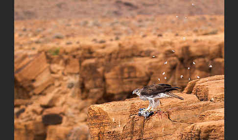 Habichtsadler (Aquila fasciata)