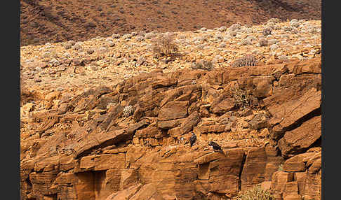 Habichtsadler (Aquila fasciata)