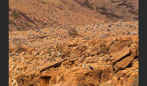 Habichtsadler (Aquila fasciata)