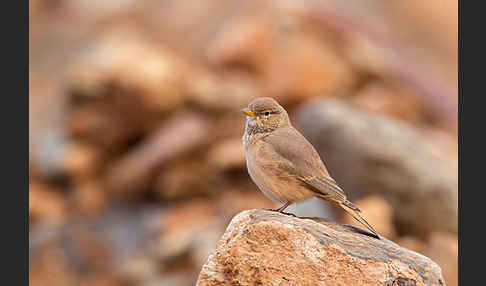 Steinlerche (Ammomanes deserti)