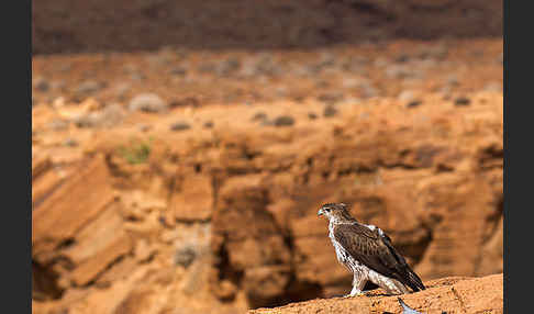 Habichtsadler (Aquila fasciata)