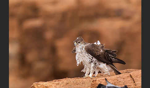 Habichtsadler (Aquila fasciata)