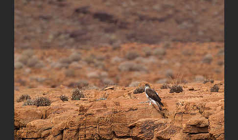 Habichtsadler (Aquila fasciata)