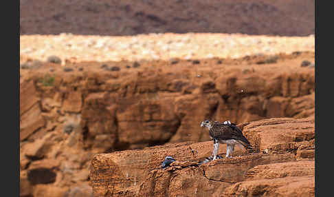 Habichtsadler (Aquila fasciata)