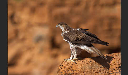 Habichtsadler (Aquila fasciata)