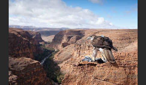 Habichtsadler (Aquila fasciata)