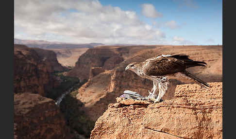 Habichtsadler (Aquila fasciata)