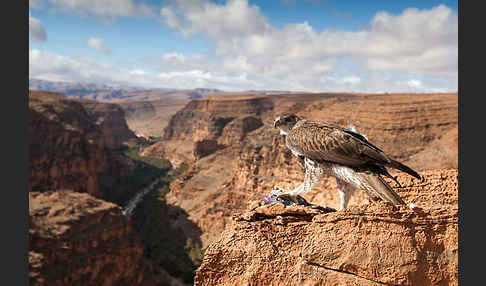 Habichtsadler (Aquila fasciata)