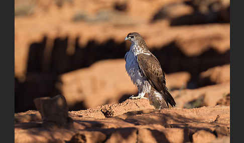 Habichtsadler (Aquila fasciata)