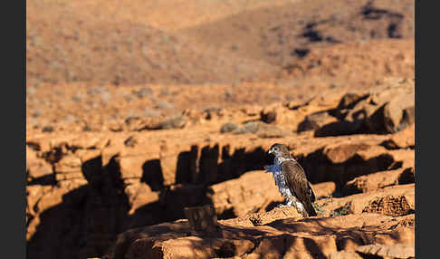 Habichtsadler (Aquila fasciata)