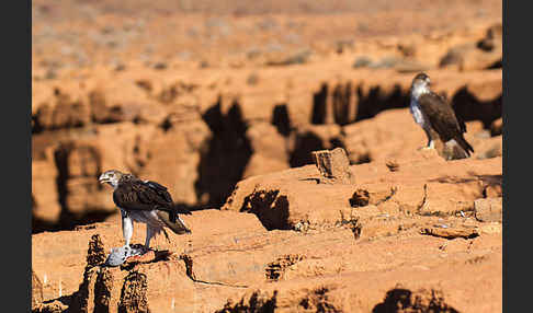 Habichtsadler (Aquila fasciata)