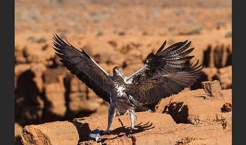 Habichtsadler (Aquila fasciata)