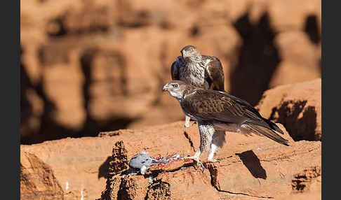 Habichtsadler (Aquila fasciata)