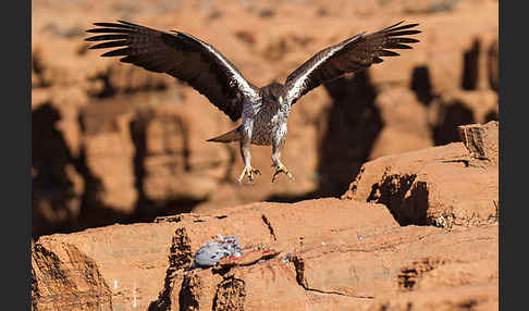 Habichtsadler (Aquila fasciata)