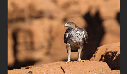 Habichtsadler (Aquila fasciata)