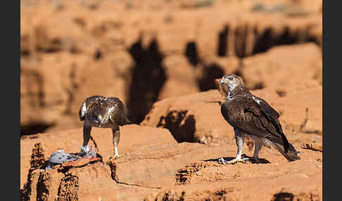 Habichtsadler (Aquila fasciata)