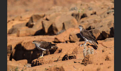 Habichtsadler (Aquila fasciata)