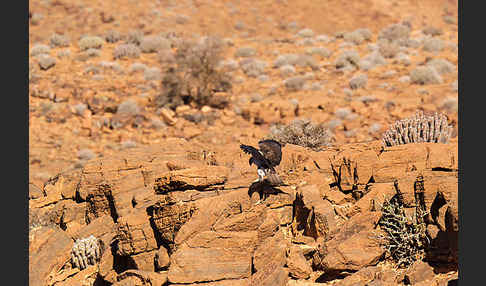 Habichtsadler (Aquila fasciata)