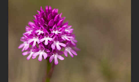 Hundswurz (Anacamptis pyramidalis)