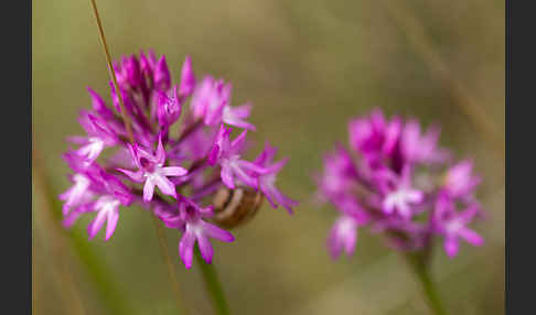 Hundswurz (Anacamptis pyramidalis)