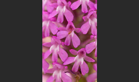 Hundswurz (Anacamptis pyramidalis)