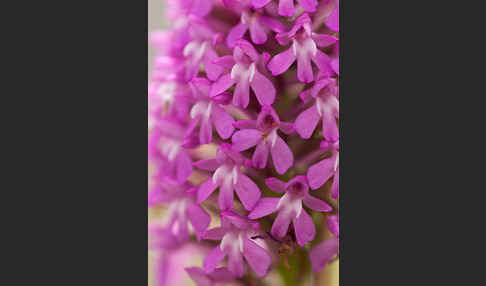 Hundswurz (Anacamptis pyramidalis)