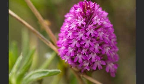 Hundswurz (Anacamptis pyramidalis)