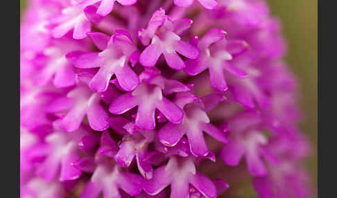 Hundswurz (Anacamptis pyramidalis)